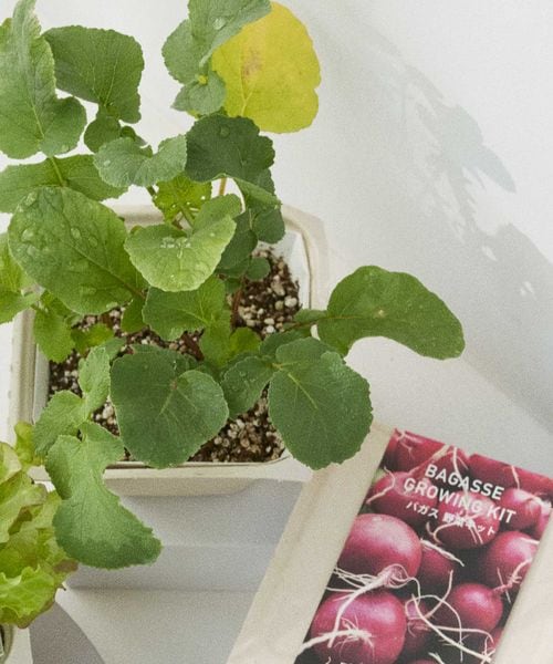 LAKOLE ĂO[[oKX] O[ zCg FREE R 182603 and ST AhGXeBihbgGXeBj