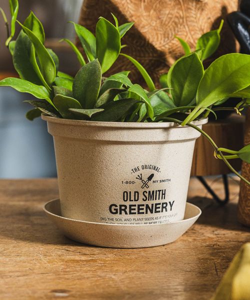 niko and .【OLD SMITH GREENERY】ポットソーサー付き Lサイズ OLD SMITH ベージュ ニコアンド 976898 and ST アンドエスティ(旧ドットエスティ) niko and .【OLD SMITH GREENERY】ポットソーサー付き Lサイズ OLD SMITH ベージュ ニコアンド 976898 and ST アンドエスティ(旧ドットエスティ)