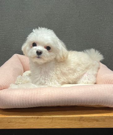 Q様専用 dog x レッドヘッド フィッシング
