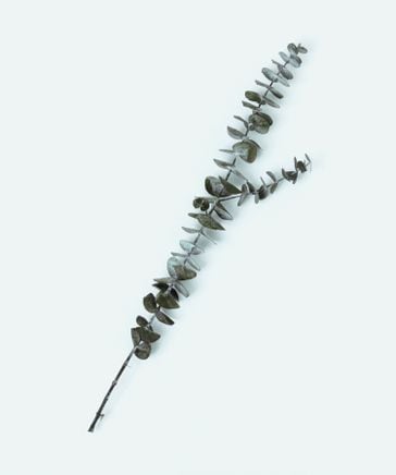 daily CLIP】ドライフラワー ユーカリ 丸葉 | [公式]スタディオ