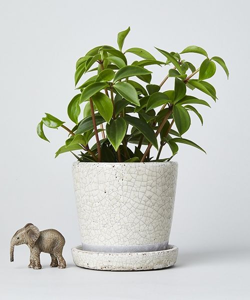 TODAY'S SPECIAL COLOR GLAZED POT ホワイト グリーン・オリジナル トゥデイズスペシャル 359318 and ST アンドエスティ(旧ドットエスティ) TODAY'S SPECIAL COLOR GLAZED POT ホワイト グリーン・オリジナル トゥデイズスペシャル 359318 and ST アンドエスティ(旧ドットエスティ)