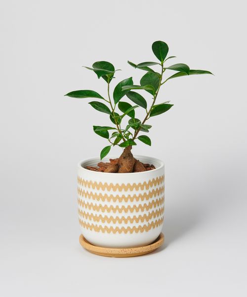 TODAY'S SPECIAL 【植物 / 植え込み】ガジュマル4号 ・ インナ15 ホワイト クリア グリーン・オリジナル トゥデイズスペシャル 575087 and ST アンドエスティ(旧ドットエスティ) TODAY'S SPECIAL 【植物 / 植え込み】ガジュマル4号 ・ インナ15 ホワイト クリア グリーン・オリジナル トゥデイズスペシャル 575087 and ST アンドエスティ(旧ドットエスティ)