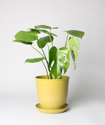 モンステラ モンステラ 樹脂製鉢植え（12AH22） 観葉植物と植木鉢の専門店