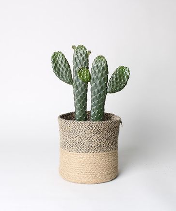 植物 / 鉢セット】5号 スミエボシ ・ ジュートバスケット 2TONE 18