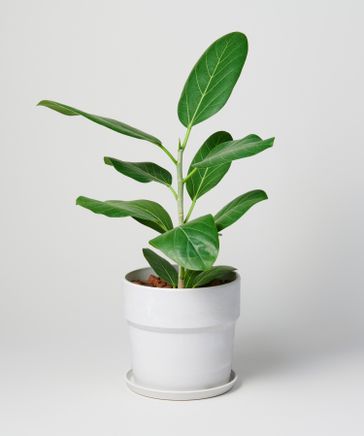 【kanページ】【引き取り限定】フィカスベンガレンシスとパキポディウム フィカスベンガレンシス ⑧ 002065 – PLANT CATALOG
