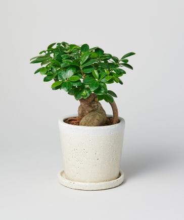 ガジュマル　 植物 / 植え込み】6号 ガジュマル ・ クレーパ プランター 6号