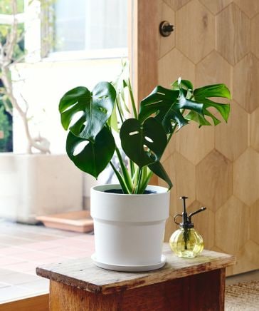 植物 / 植え込み】6号モンステラ ・ アーバンプランター L ホワイト