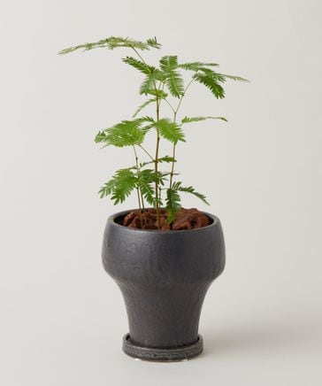 植物 / 植え込み】3号 エバーフレッシュ ・ ヨルド トール | [公式