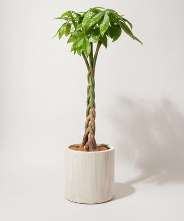植物 / 鉢セット】8号 パキラねじり ・ エンバスシリンダー ホワイト